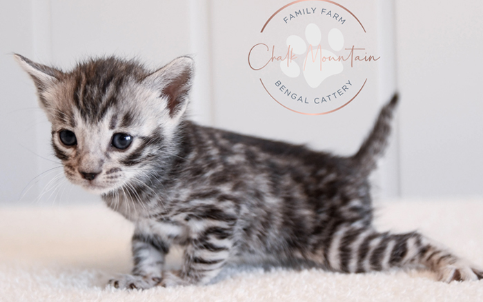 Bengal kitten for sale